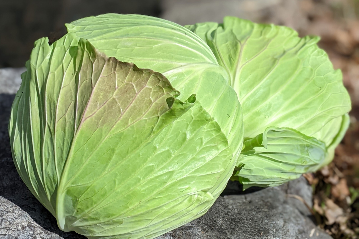 季節に合わせた
お野菜、お米、果樹をお届け